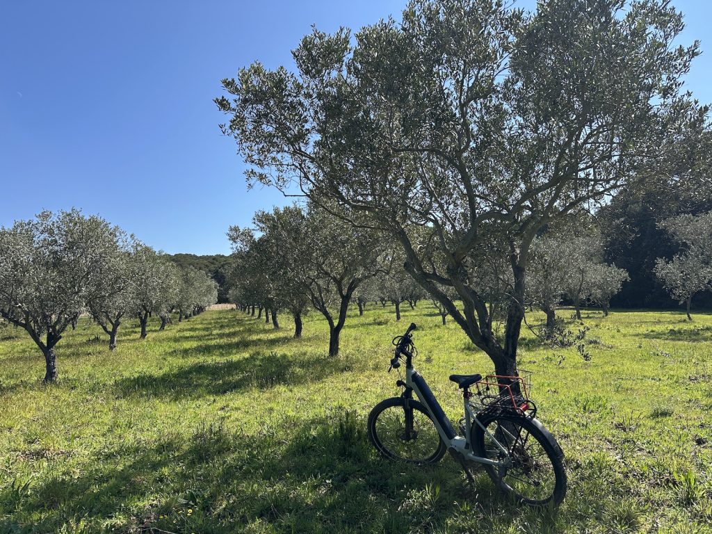 location de vélo Porquerolles - La Méduse